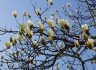문경대학교 캠퍼스, 마음 설레는 봄 꽃 잔치 열렸다